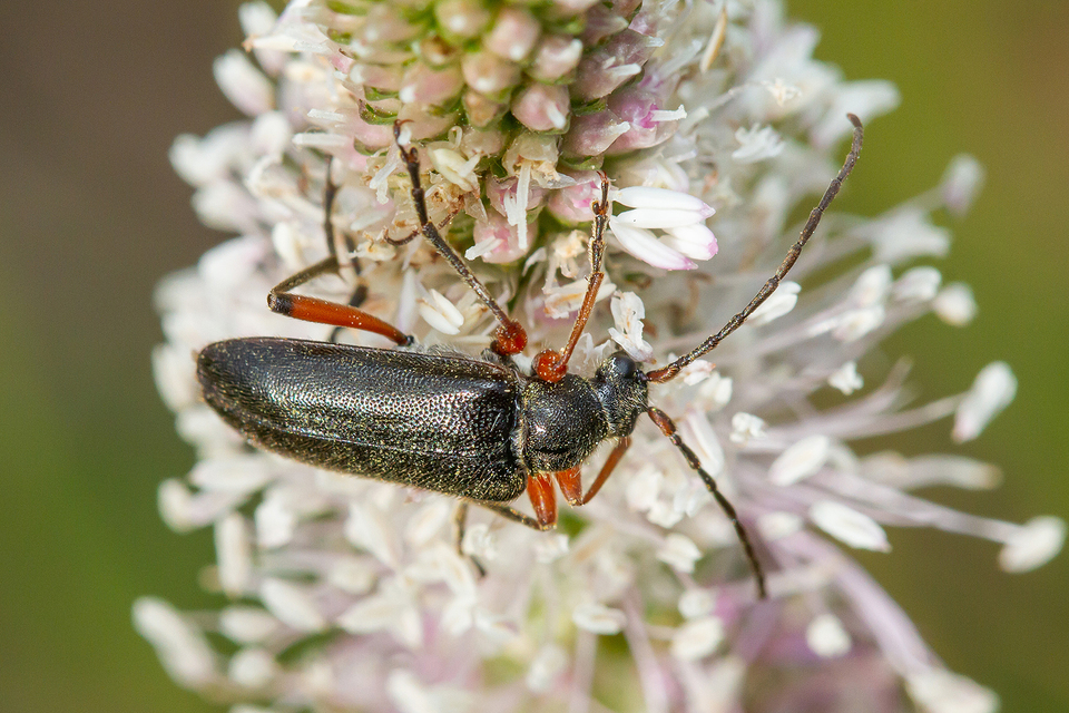 Cortodera villosa - bozontos cserjecincér