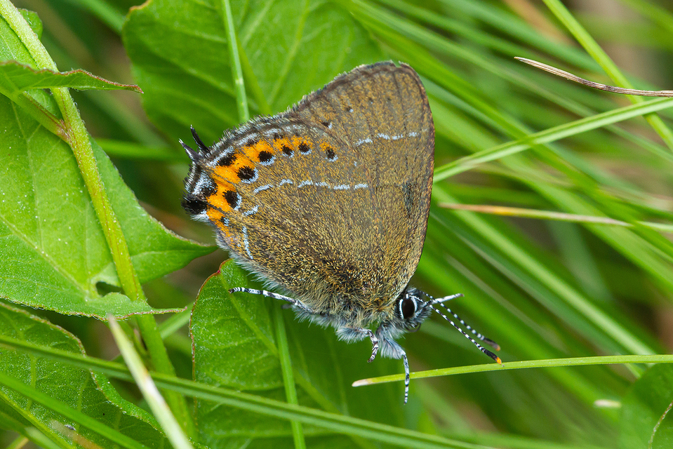 Satyrium pruni - szilvafa-csücsköslepke
