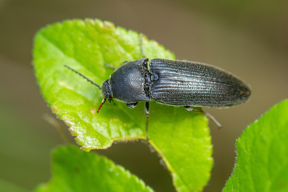 Melanotus