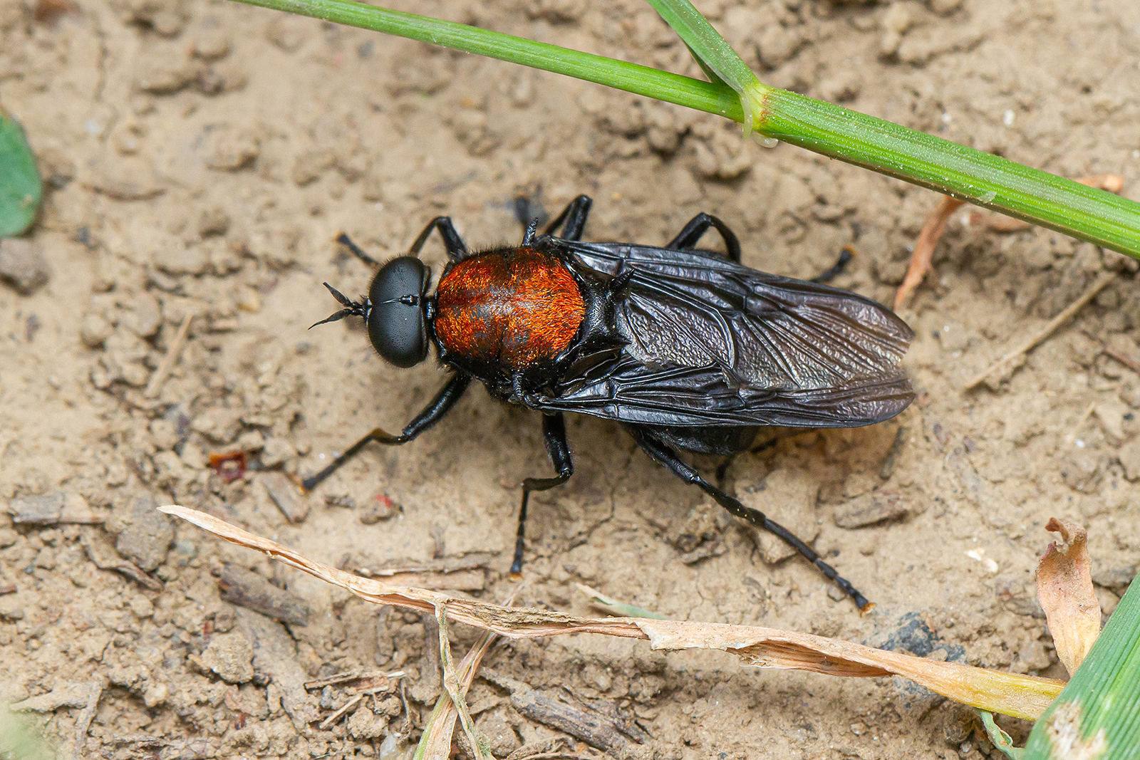 Clitellaria ephippium - tüskéshátú légy