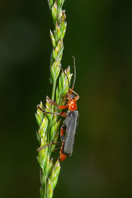 Cantharis livida - mezei lágybogár