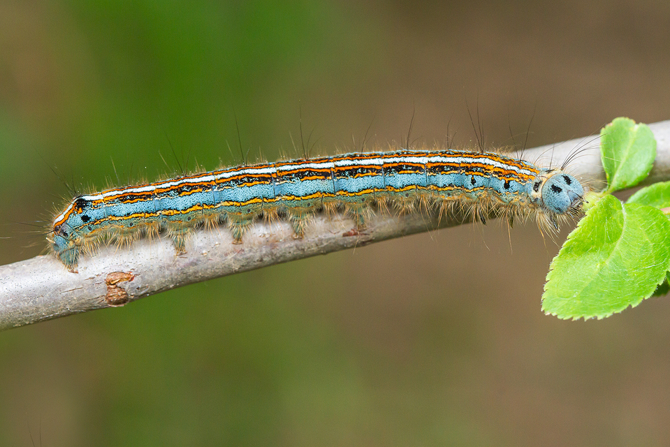 Malacosoma neustria - gyűrűsszövő