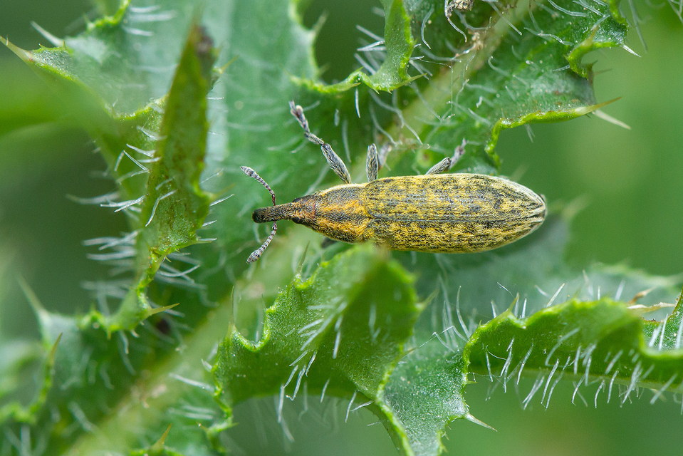 Lixus cardui/filiformis