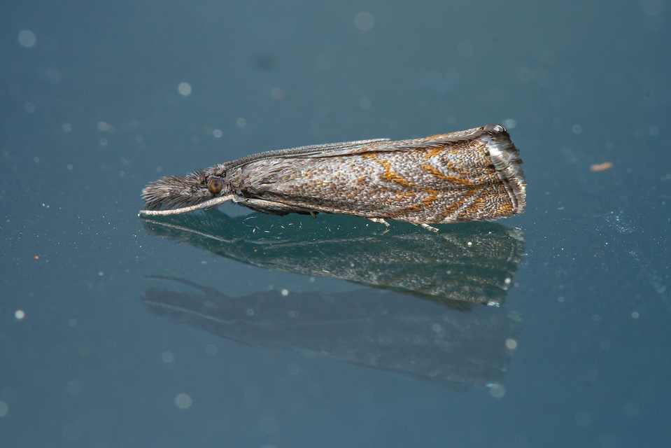 Platytes cerussella - törpe fűgyökérmoly