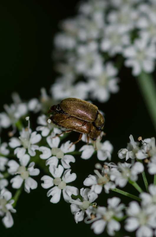 Byturus tomentosus