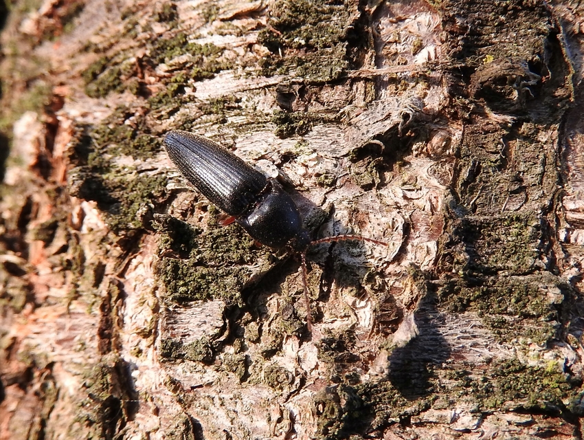 Melanotus