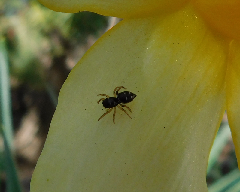 Heliophanus