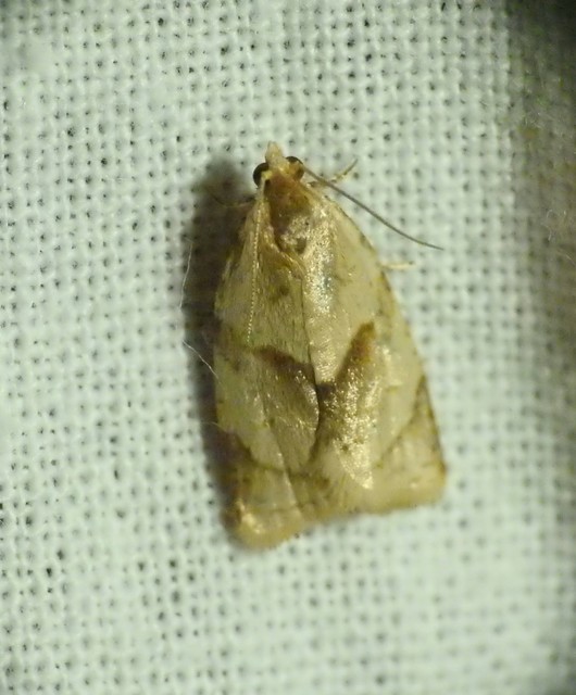 Clepsis rurinana - fakó sodrómoly