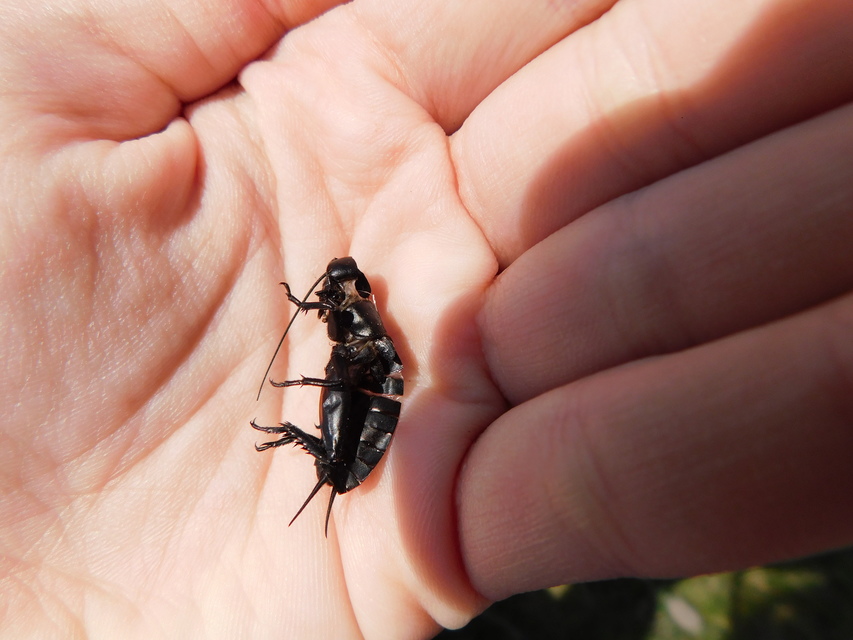 Gryllus campestris - mezei tücsök