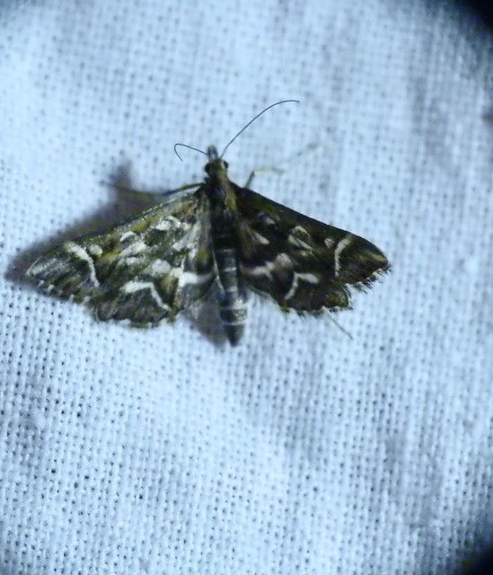 Diasemia reticularis - betűmintás tűzmoly