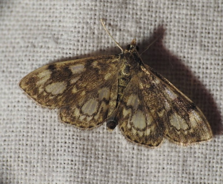 Anania coronata - koronás dudvamoly