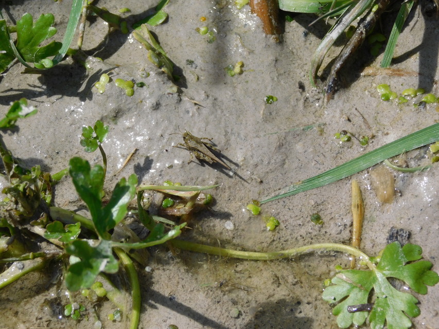 Tetrix subulata - közönséges tövishátúsáska