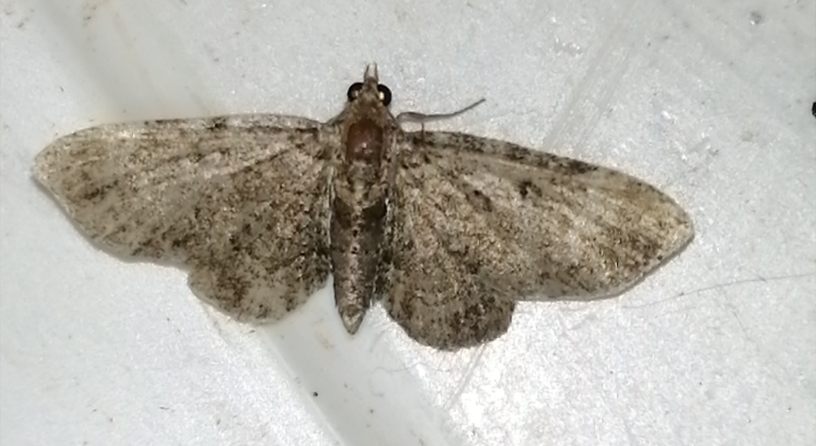 Pasiphila rectangulata - almavirág-araszoló
