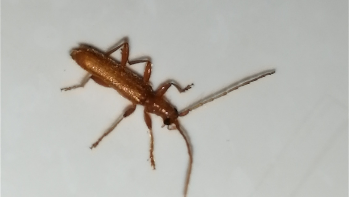 Axinopalpis gracilis - kecses selymescincér