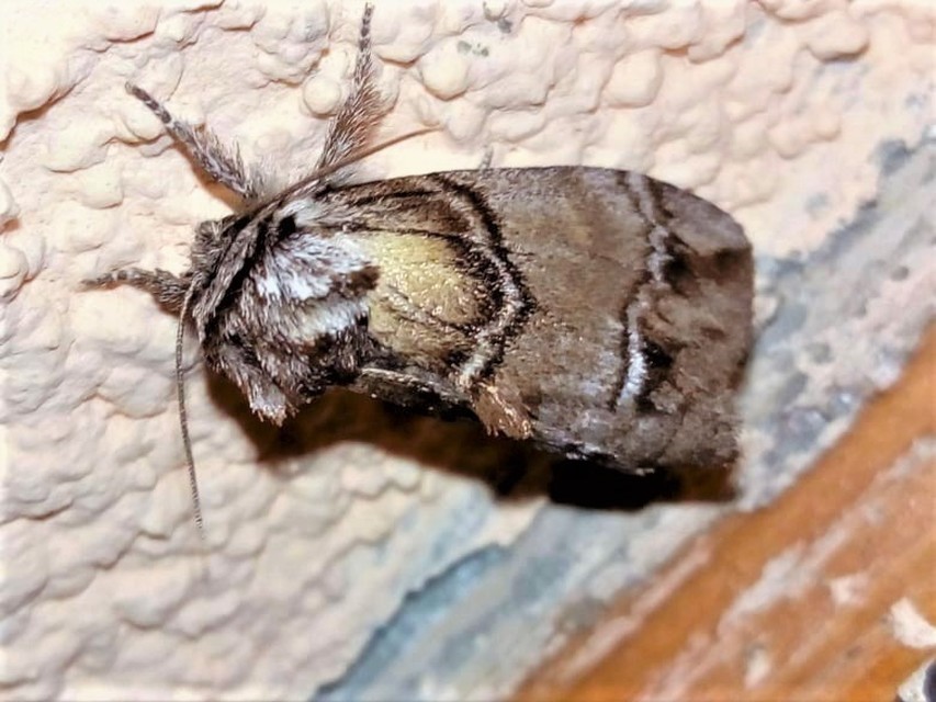 Drymonia velitaris - hegyi púposszövő