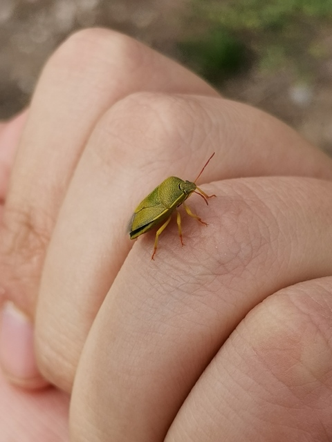 Piezodorus lituratus - bíboros címerespoloska Piezodorus lituratus - bíboros címerespoloska