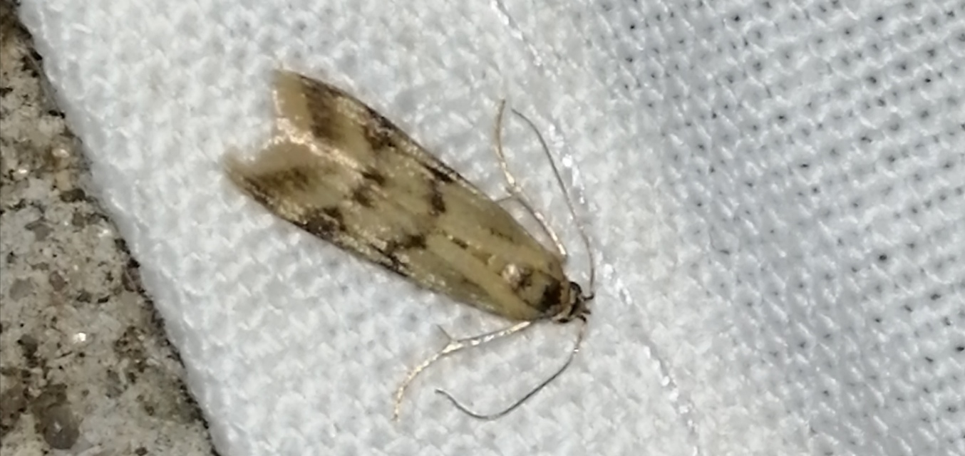 Homoeosoma sinuella - agyagsárga karcsúmoly