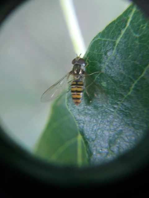 Episyrphus balteatus - ékfoltos zengőlégy