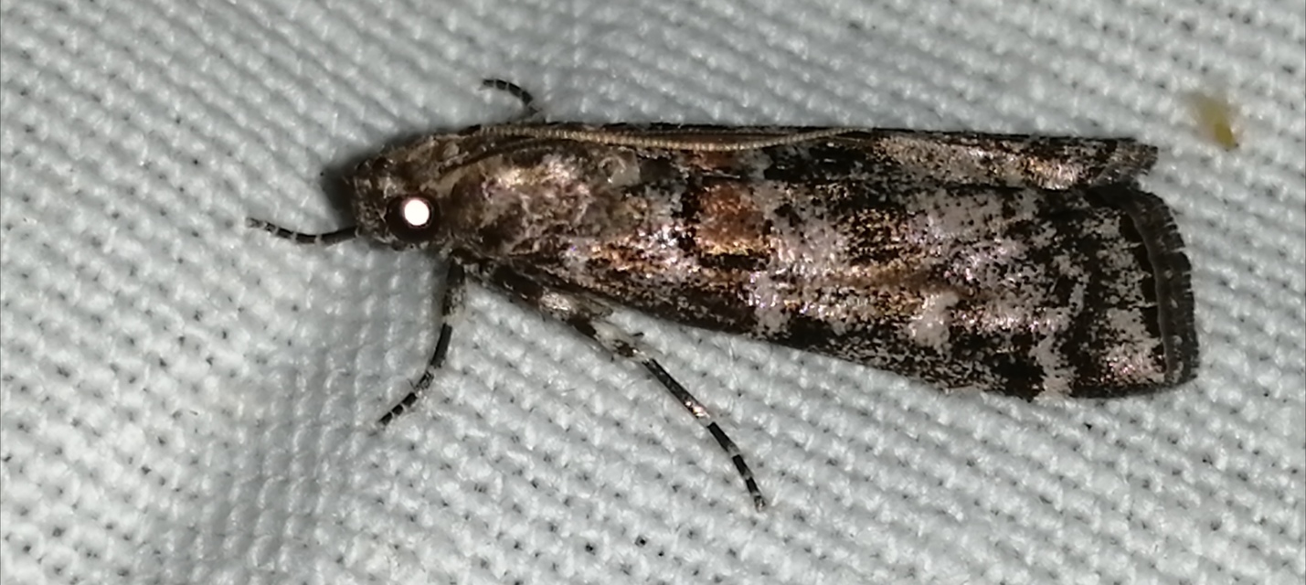 Dioryctria