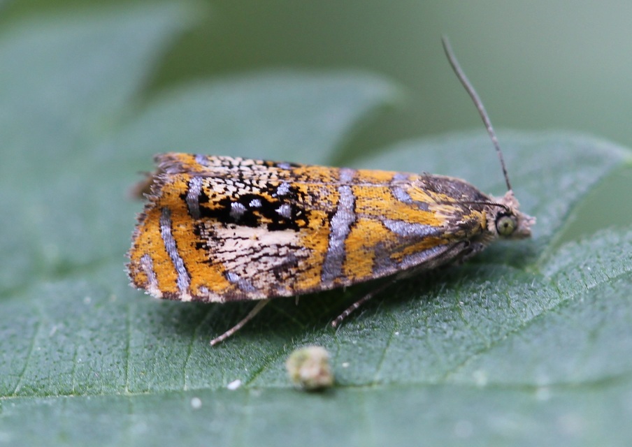 Olethreutes arcuella - avarevő tükrösmoly
