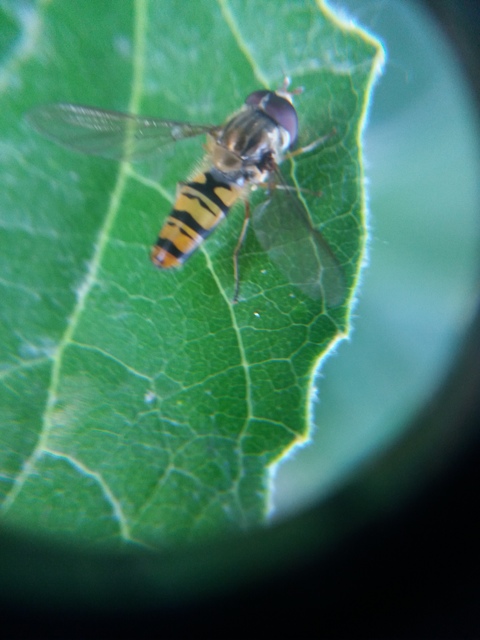 Episyrphus balteatus - ékfoltos zengőlégy