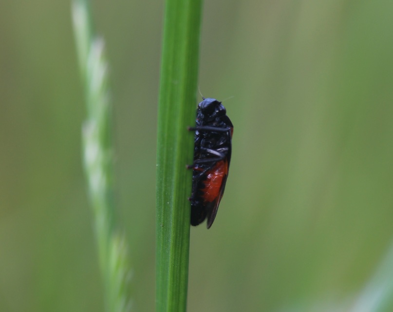 Cercopis arcuata
