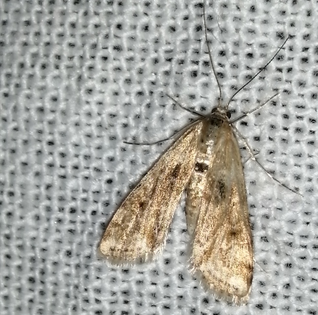 Cataclysta lemnata - békalencsemoly