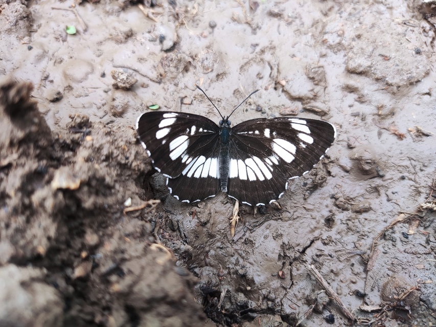 Neptis rivularis - nagy fehérsávoslepke