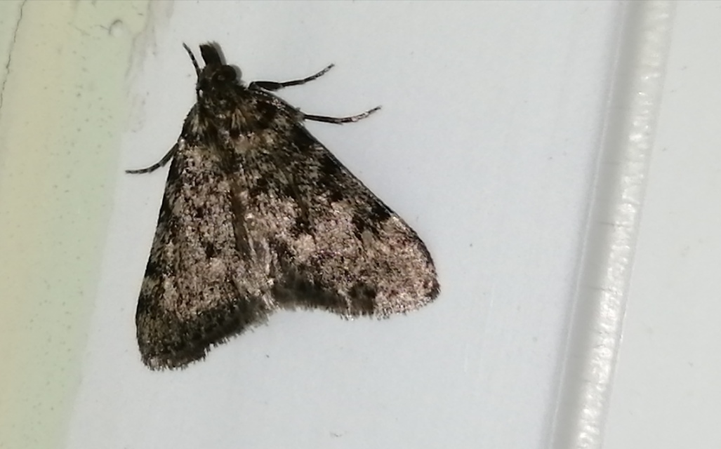 Aglossa pinguinalis - zsiradékmoly