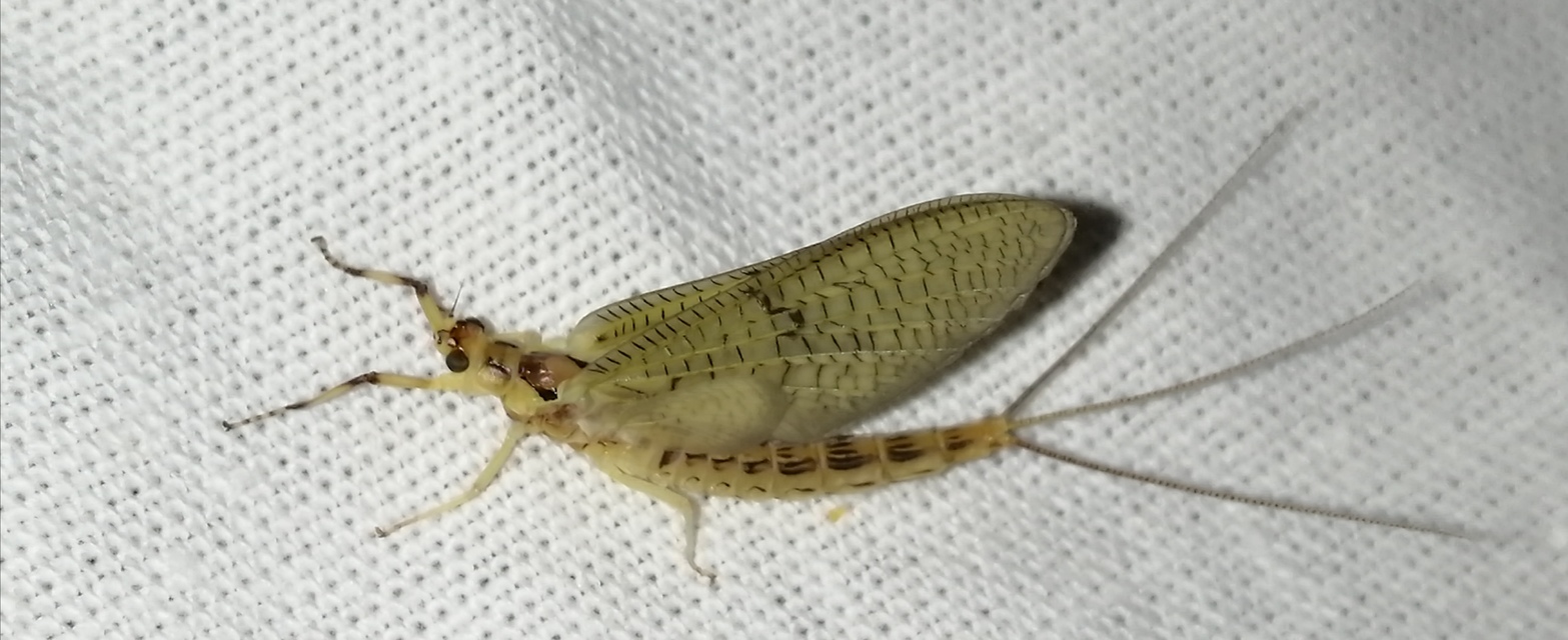 Ephemera lineata