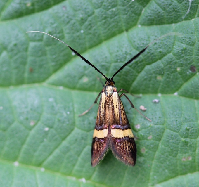Nemophora degeerella - pompás tőrösmoly