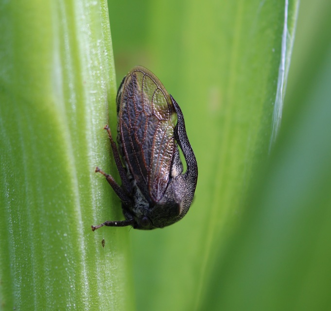 Centrotus cornutus - szarvaskabóca