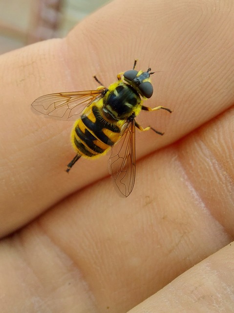Myathropa florea - halálfejes odúlégy