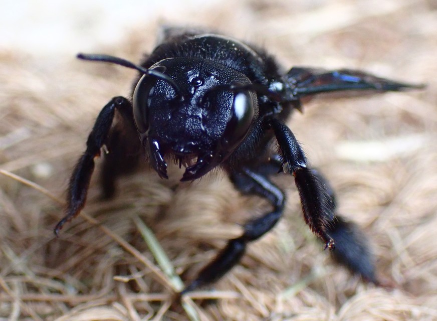 Xylocopa valga - gyakori fadongó