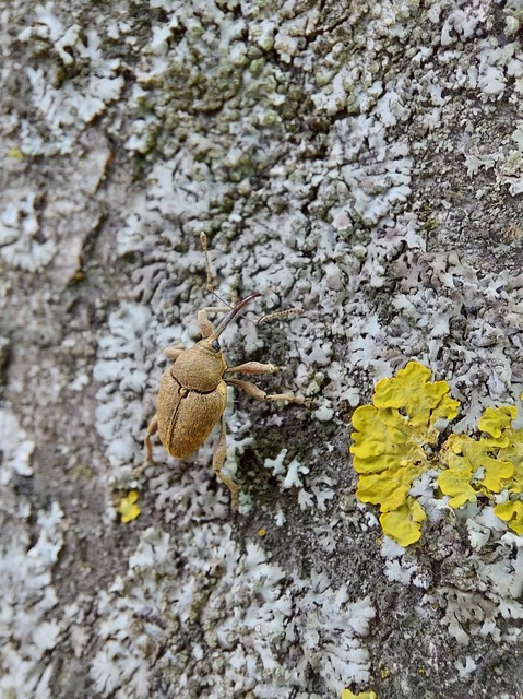 Curculio nucum - mogyorózsuzsóka