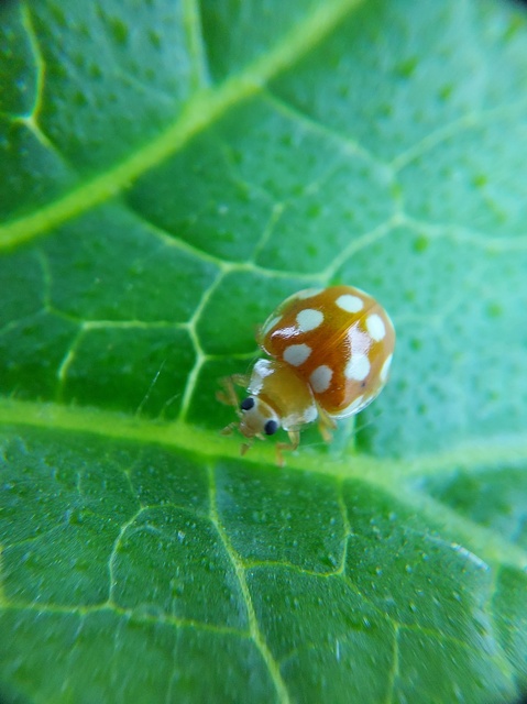 Vibidia duodecimguttata - tizenkétcseppes füsskata