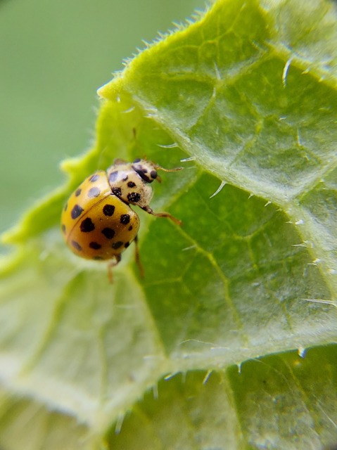 Psyllobora vigintiduopunctata - huszonkétpettyes katica