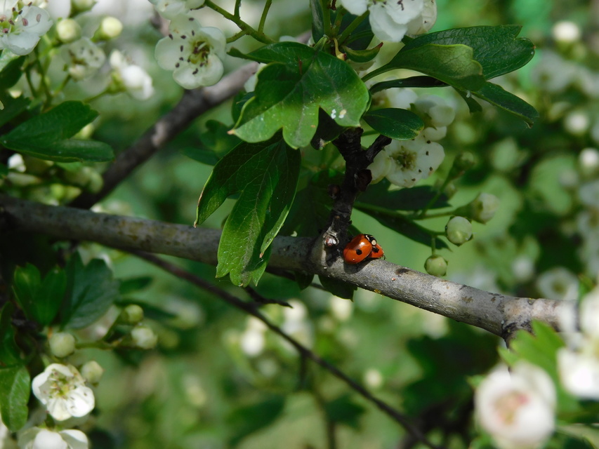 Adalia bipunctata - kétpettyes katica
