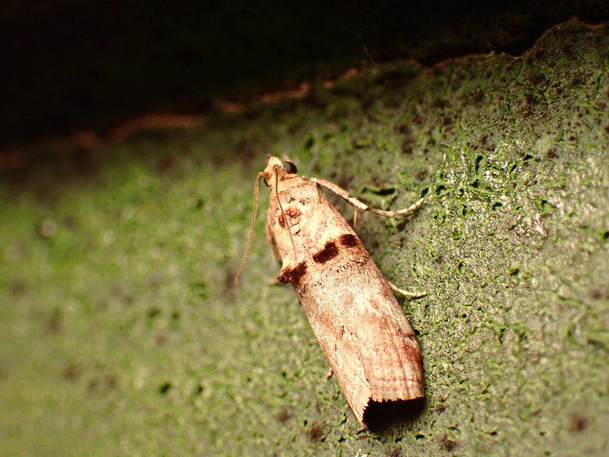 Trachonitis cristella - bokorrágó karcsúmoly