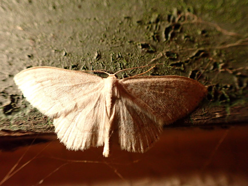 Scopula floslactata - tejfehér sávosaraszoló