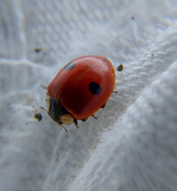 Adalia bipunctata - kétpettyes katica