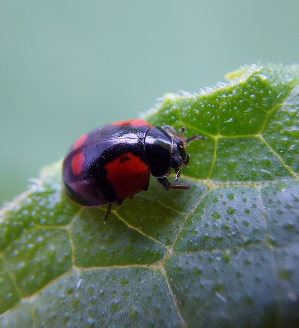Adalia bipunctata - kétpettyes katica