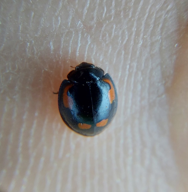 Exochomus quadripustulatus - négyfoltos szerecsenkata