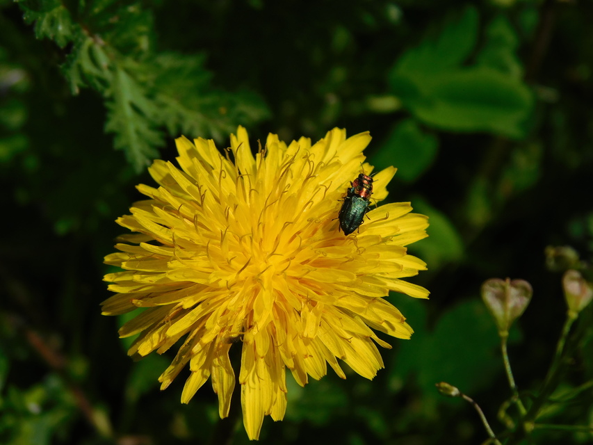 Anthaxia signaticollis - keleti virágdíszbogár