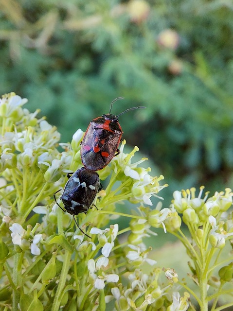 Eurydema oleracea - paréjpoloska Eurydema oleracea - paréjpoloska