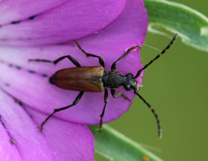 Stictoleptura maculicornis - tarkacsápú virágcincér