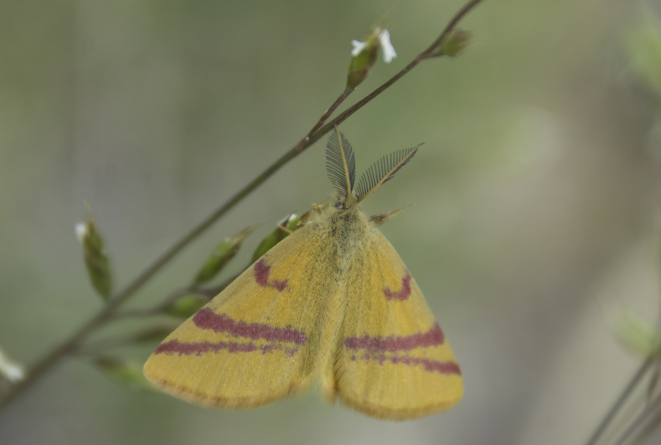 Lythria cruentaria - bíborcsíkos araszoló