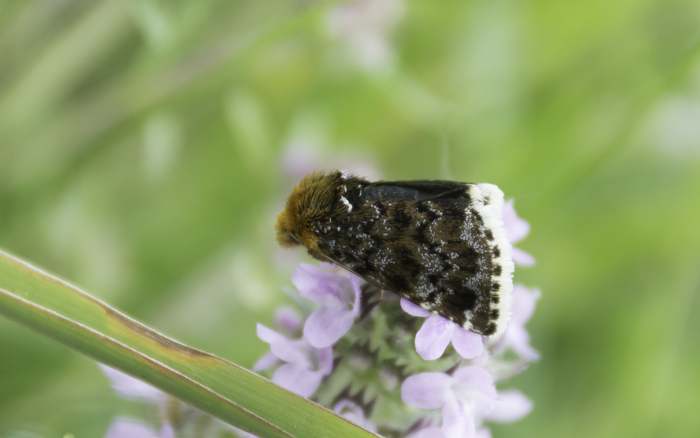 Apaustis rupicola - kakukkfű-törpebagoly Apaustis rupicola - kakukkfű-törpebagoly