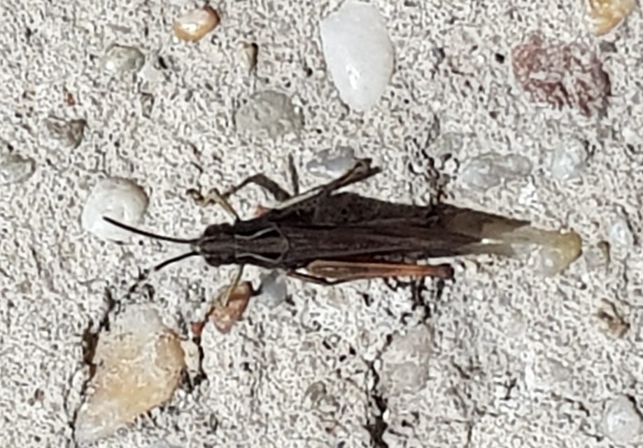Omocestus rufipes - vöröshasú tarlósáska