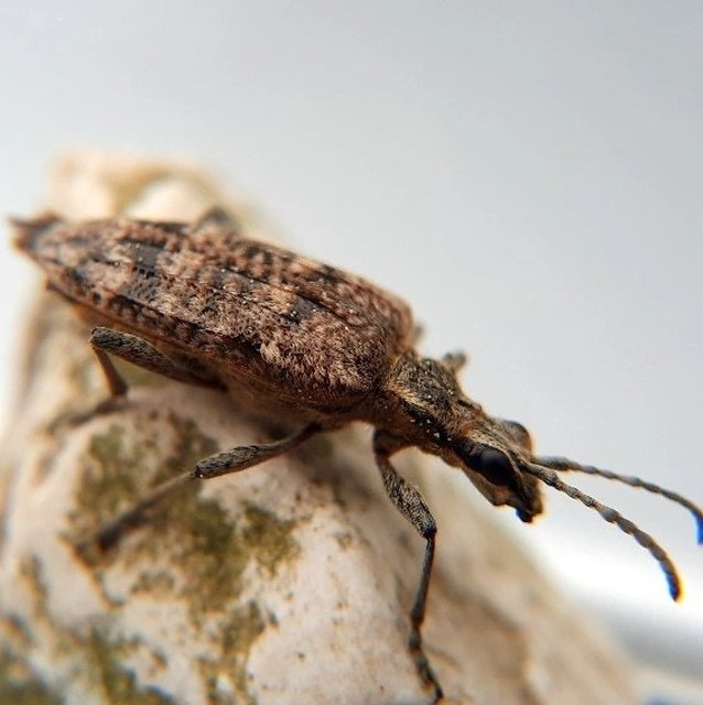 Rhagium inquisitor - fenyves-tövisescincér